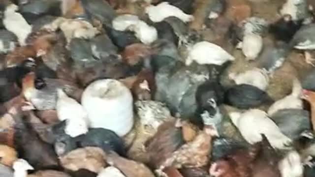 Hen farming at home