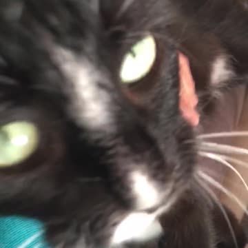 Black jake and peaches