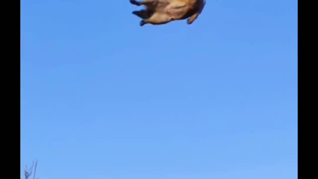 Wow 🙄 Dog training