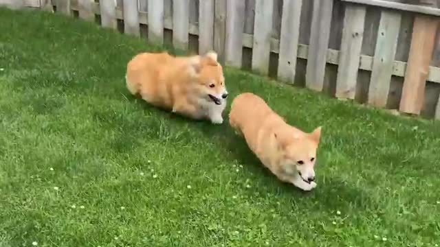 Dogs playing together