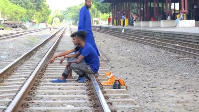 Prank (Fake tiger)