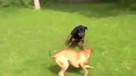 How to stop a Dog Aggression Towards Other Dogs