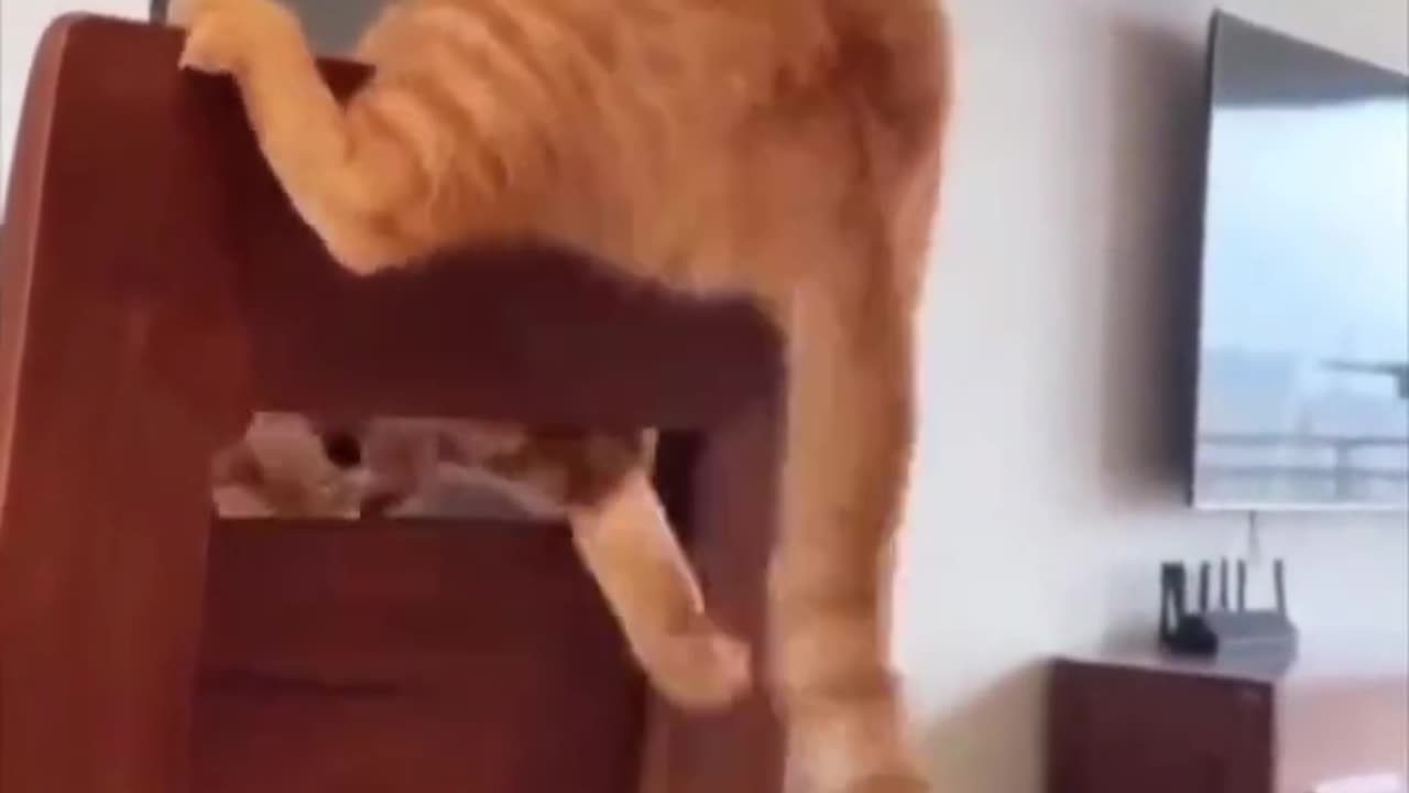 Orange cat things