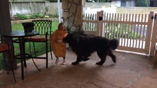 Hungry dog chases delicious "giant taco"