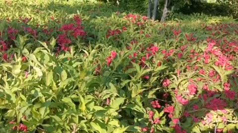 beautiful red flowers