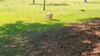 O ATAQUE da ave