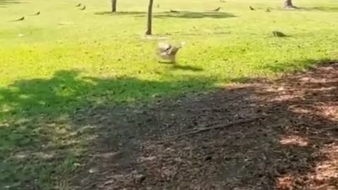 O ATAQUE da ave