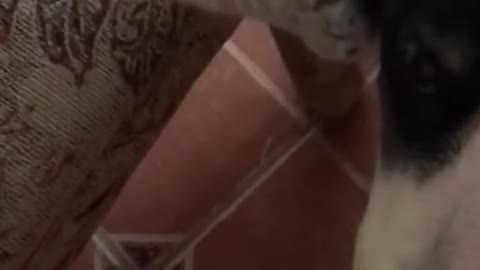 Cat petting her Dog