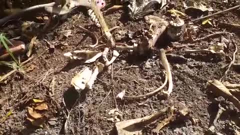 Alerta por ataque de felinos en Puerto Wilches, Santander