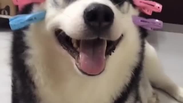 cute pet dog is relaxing his cute face by his owner