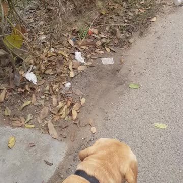 Funniest bark of white puppy