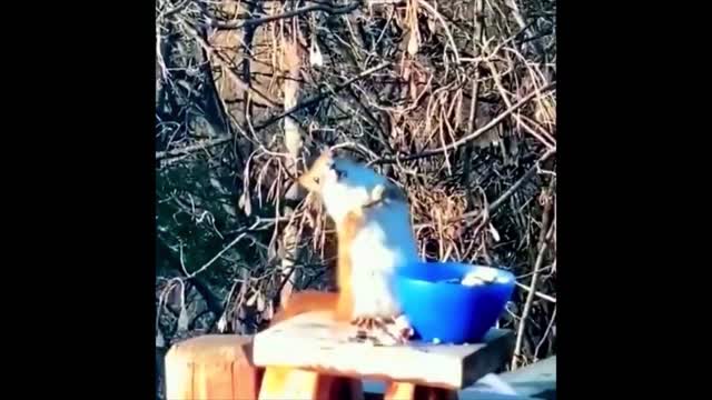 Piss drunk squirrel returns for 'another round'