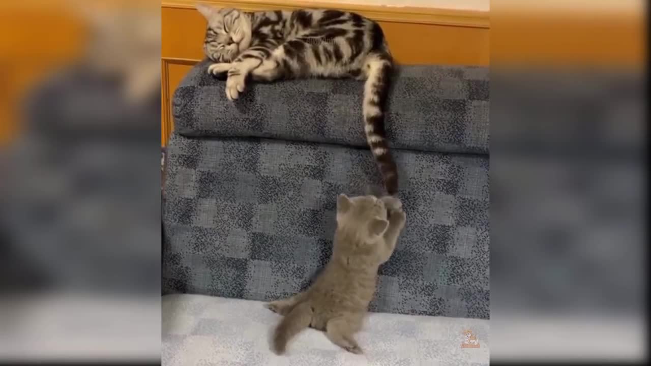 Baby Cats - Cute and Funny Cat Videos Compilation