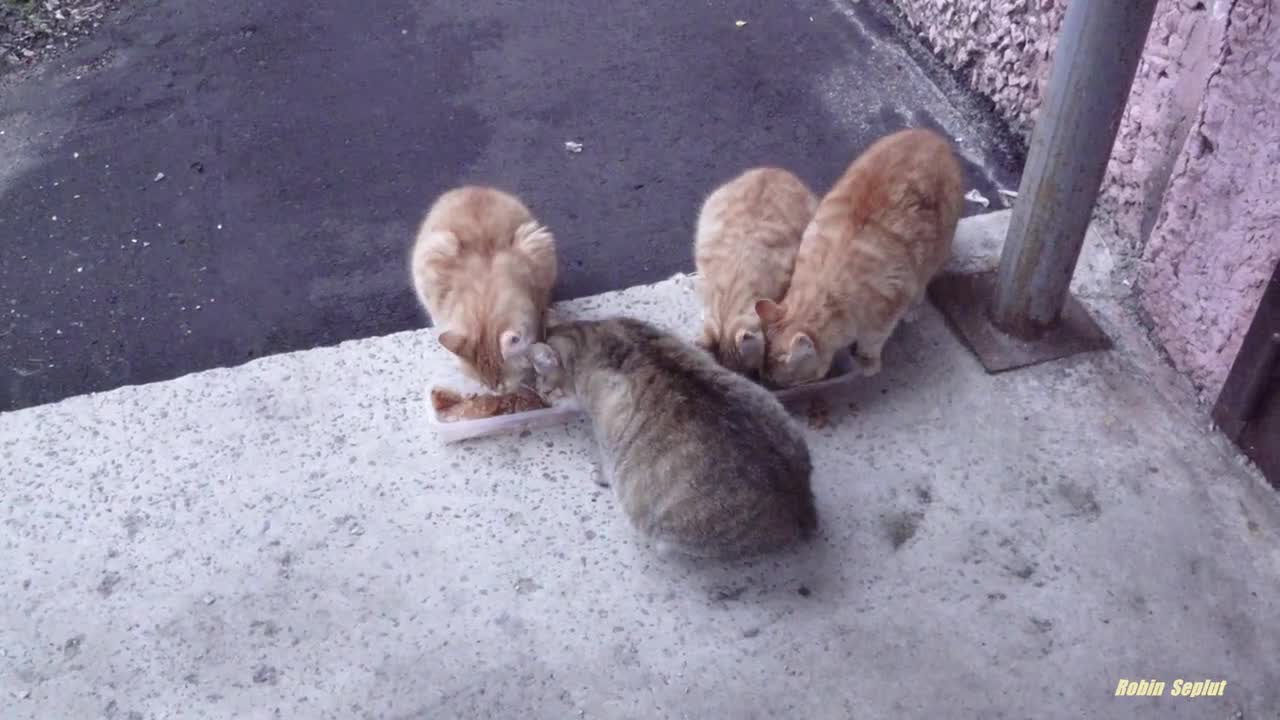 Ginger cats waiting for food for breakfast