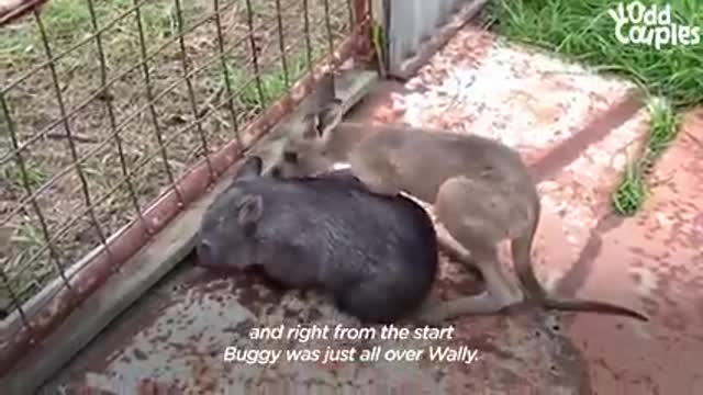 Wombat and Kagaroo are obsessed