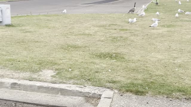 A car in waiting geese pass street