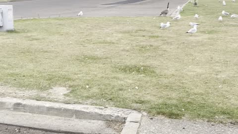 A car in waiting geese pass street