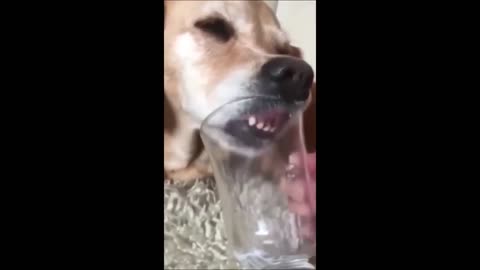 Funny animal videos 2024 - Funny cats/dogs - Funny animals