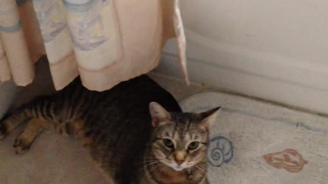 Video of a funny cat in a carpet