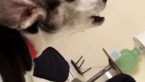 When you howl too hard