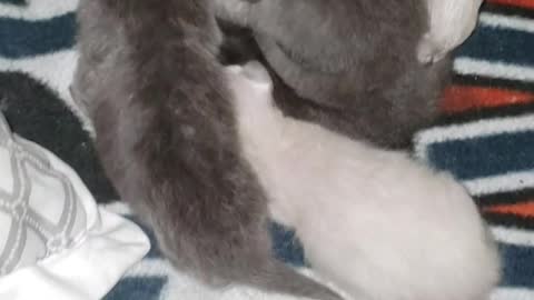 Happy Monday with some kitten love