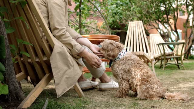 Cottonbro's intelligent dog shaking hand.