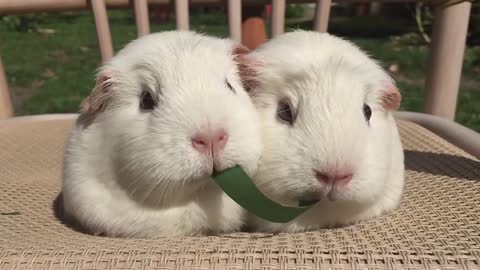 Guinea Pigs Playing Tug-of-War With Blade of Grass