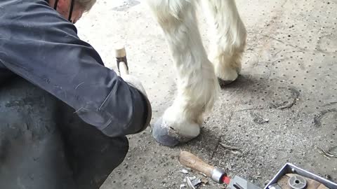 2022-4-22 Mr.Pooh hoof trimming left fore