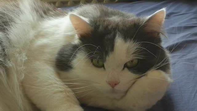 Funny Cat petting himself