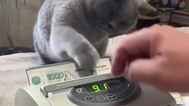 Very nice Cash counts cat