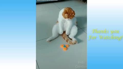 Top Funny Cat Videos of The Weekly - TRY NOT TO LAUGH | Pets Garden