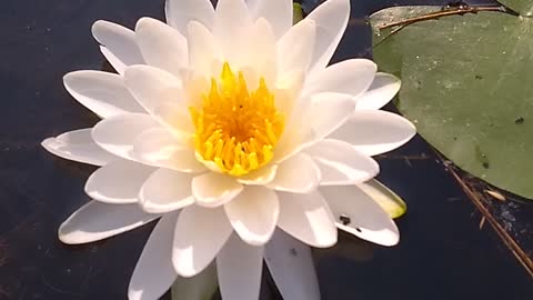 Water Lilly