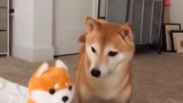 dog with a frightened toy when he speaks