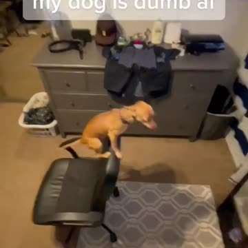 Super funny animal videos