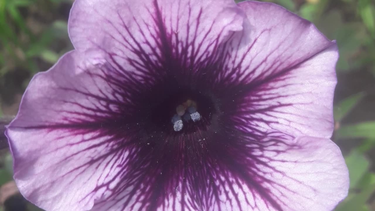 Purple petunia