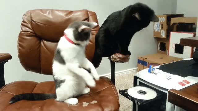 Gif video of cats listening to music