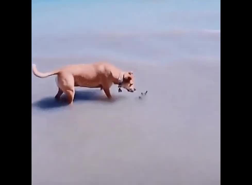 The dog get spooked