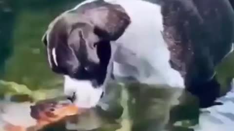 Innocent puppy playing with fishes
