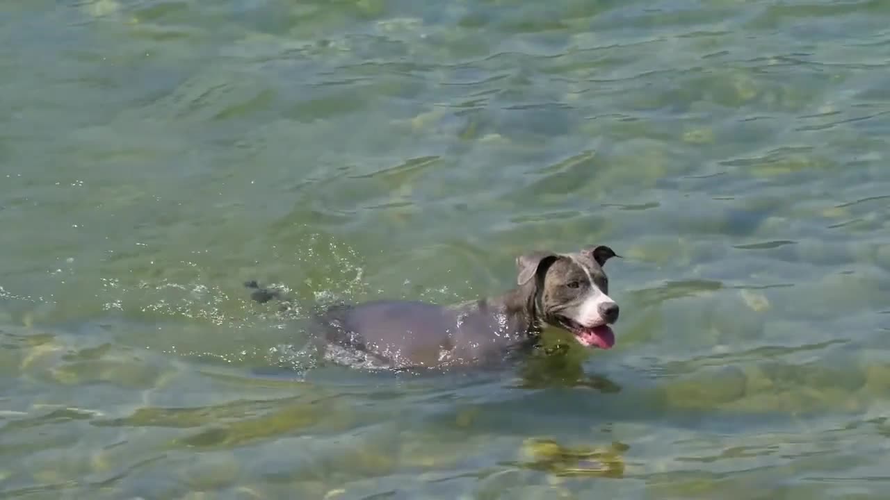 Cute Dog swimming in the lake