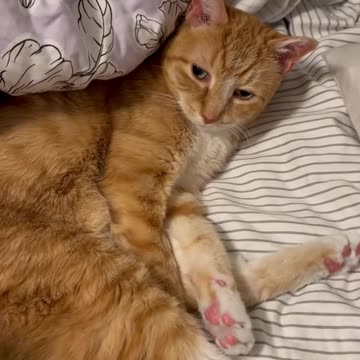 funny|prank|jokes|funny jokes|dad jokes|funny memes|funny video|fun|laughing|funny animal|knock