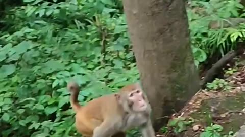 Monkey funny video