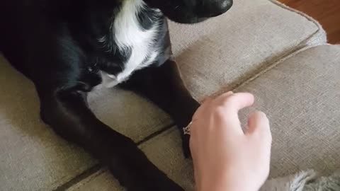 Black dog keeps putting owner's hand down when she tries holding him.