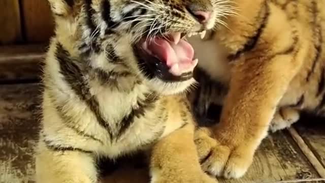 fry#animal#pet#tigerbab