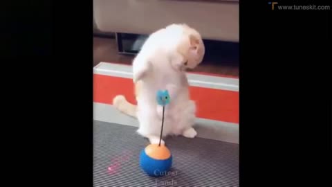 animals funny - moments