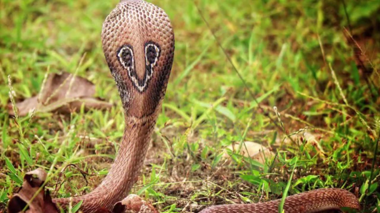 The most poisonous snakes - TOP 10 most dangerous snakes in the world