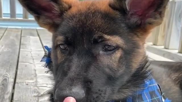black cute dog | block dog lover | dog lover