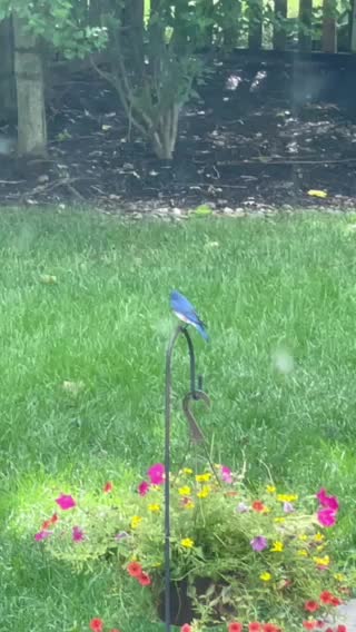 Bluebird chillin Horse With No Name