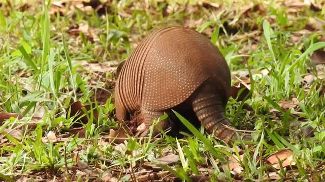 armadillo