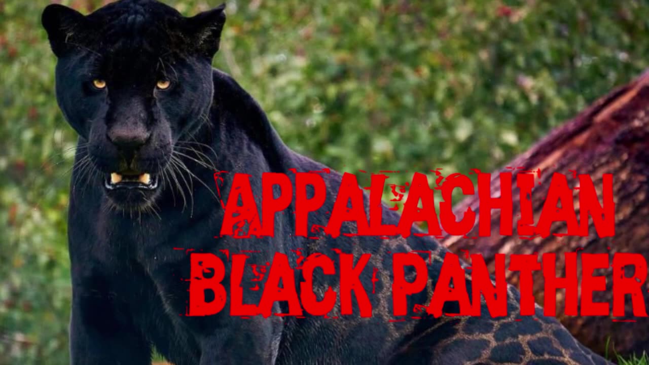 Cryptid Log the Appalachian Black Panther