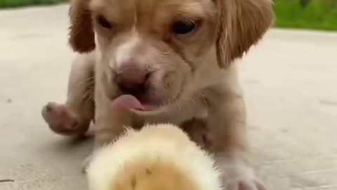 Baby Chicken and Baby Dog Cute and Funny